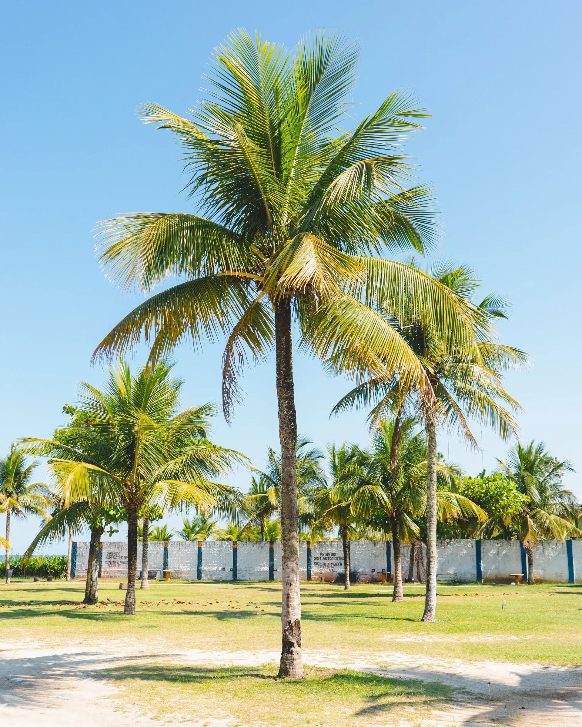 Arborist Services in New Port Richey, FL That Protect Your Palm Trees