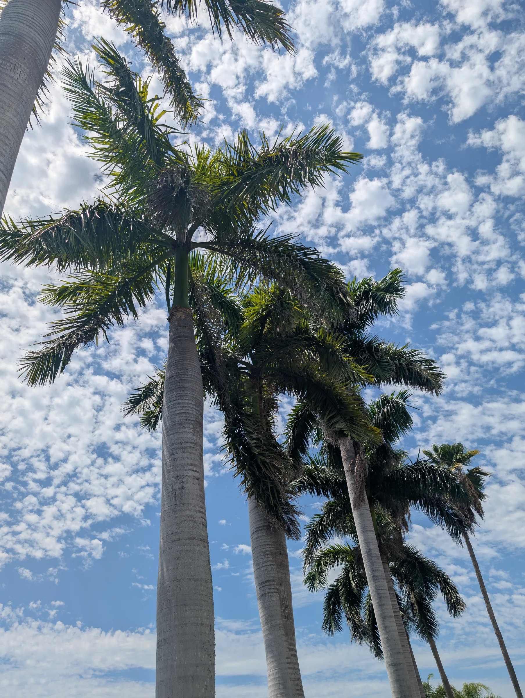 Commercial Palm Tree Service in New Port Richey, FL