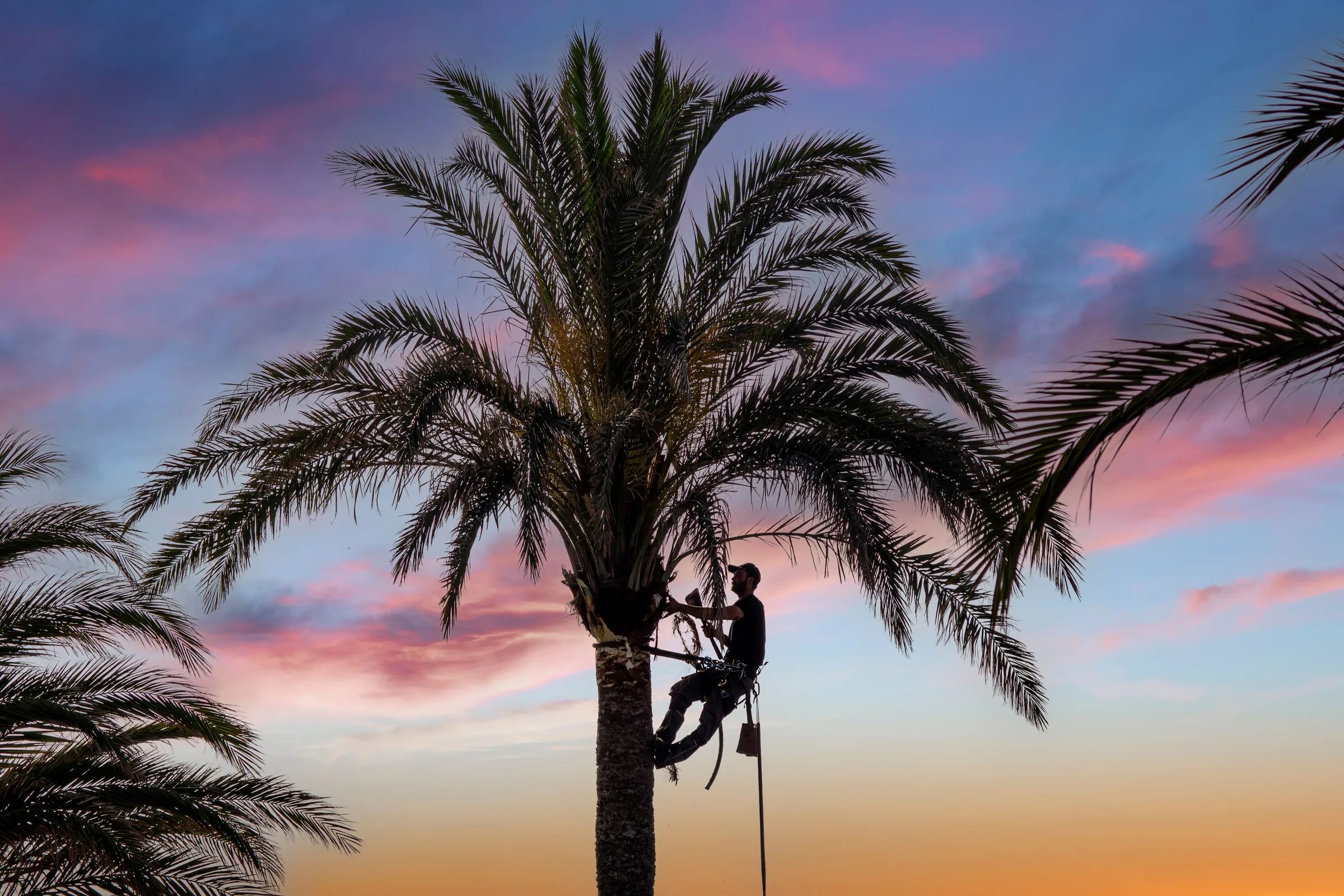 Reliable Palm Tree Service in New Port Richey, FL